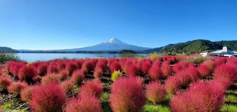 （2021年11月22日〜）「富士山とコキアの絶景」