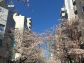 （2021年3月25日〜）「さくら通り（日本橋）の桜」