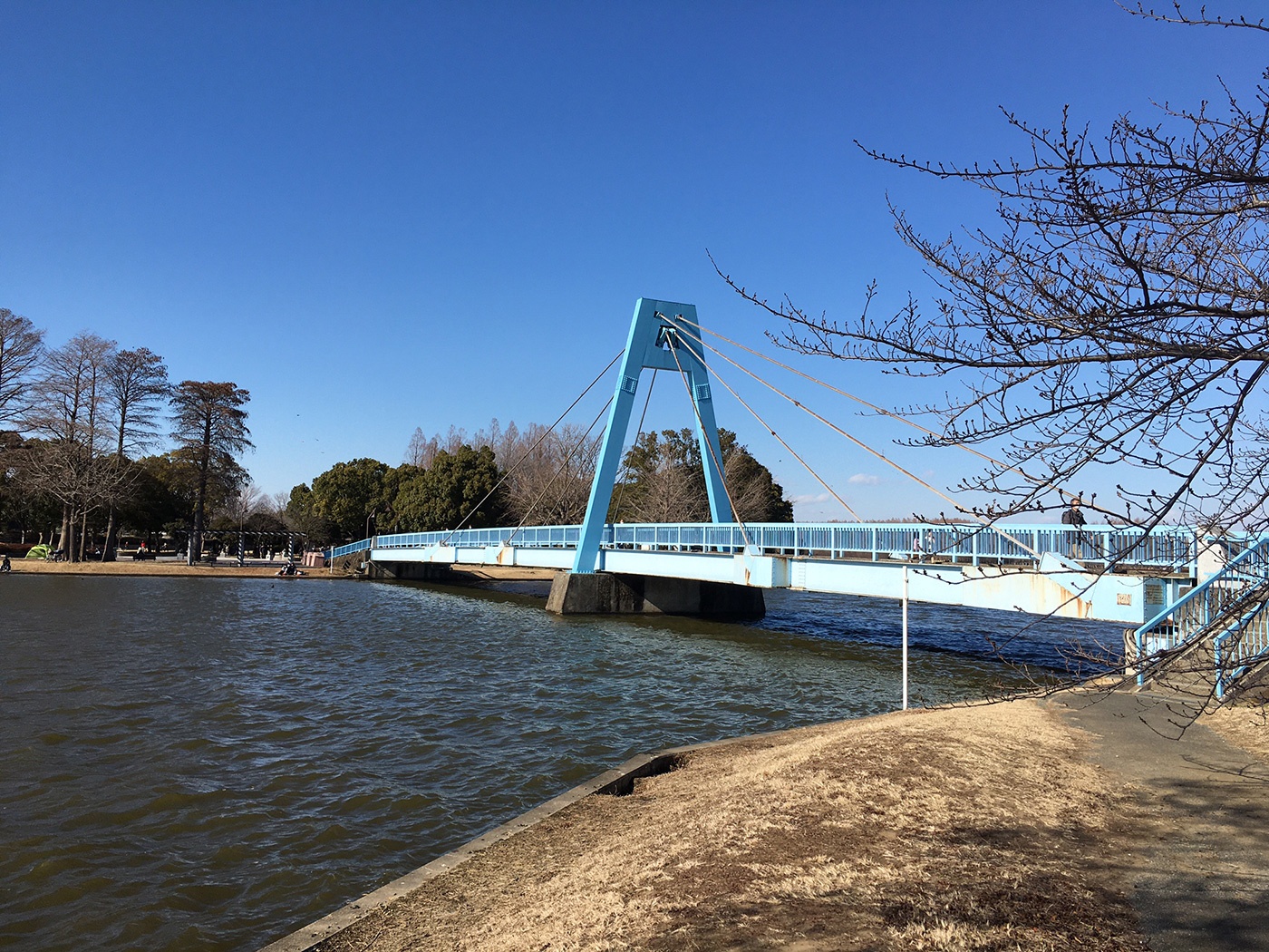 （2022年3月18日〜）「水元公園内の水元大橋」