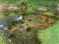 『池で泳ぐ岩魚』（岩魚の養殖場で染色体異常をおこさせたもの）