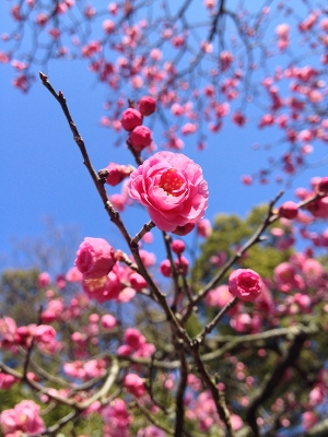 （2014/02/22〜）「八重の梅、咲く」