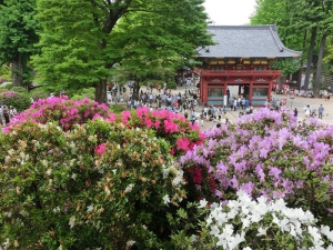 （2014/05/06〜）『根津神社「つつじまつり」』