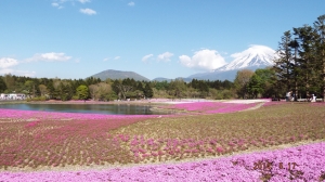 （2014/05/24〜）『芝桜と富士山』