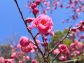 （2014/02/22〜）「八重の梅、咲く」
