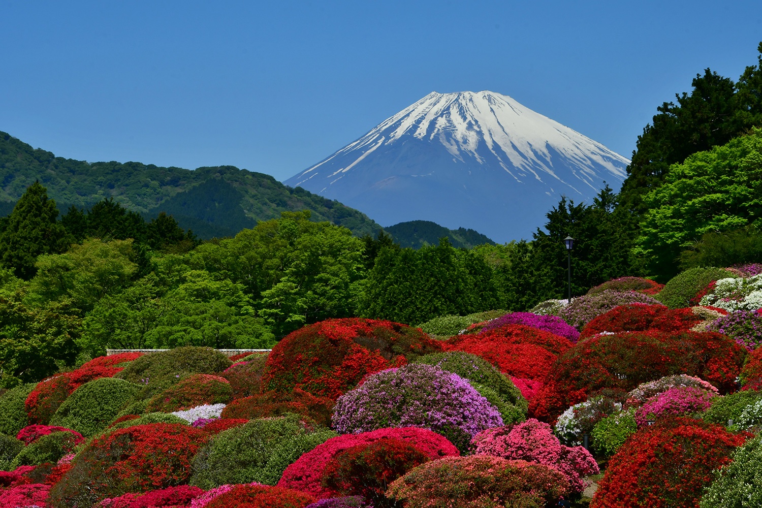 （2018/05/11〜）「富士山とツツジ」