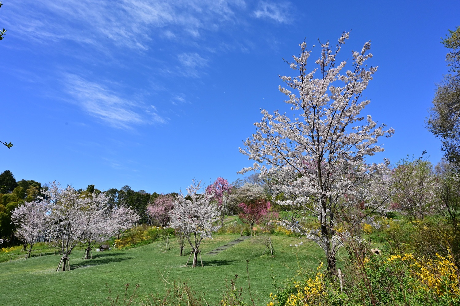 （2019/04/18）「春の里山ガーデン」