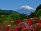 （2018/05/11〜）「富士山とツツジ」
