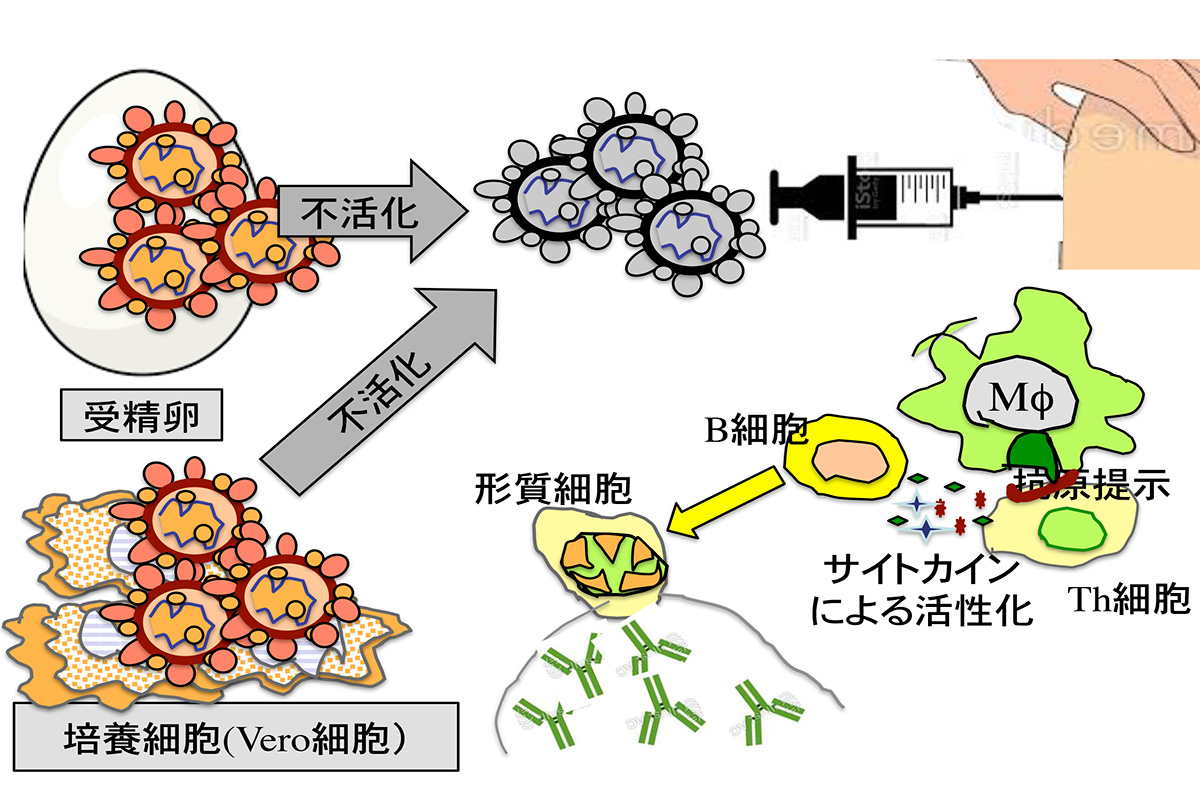 情報ネット　会務トピックス／別刷り：「新型コロナに立ち向かう歯科医療と口腔ケア」（奥田克爾名誉教授、2021年9月17日寄稿）