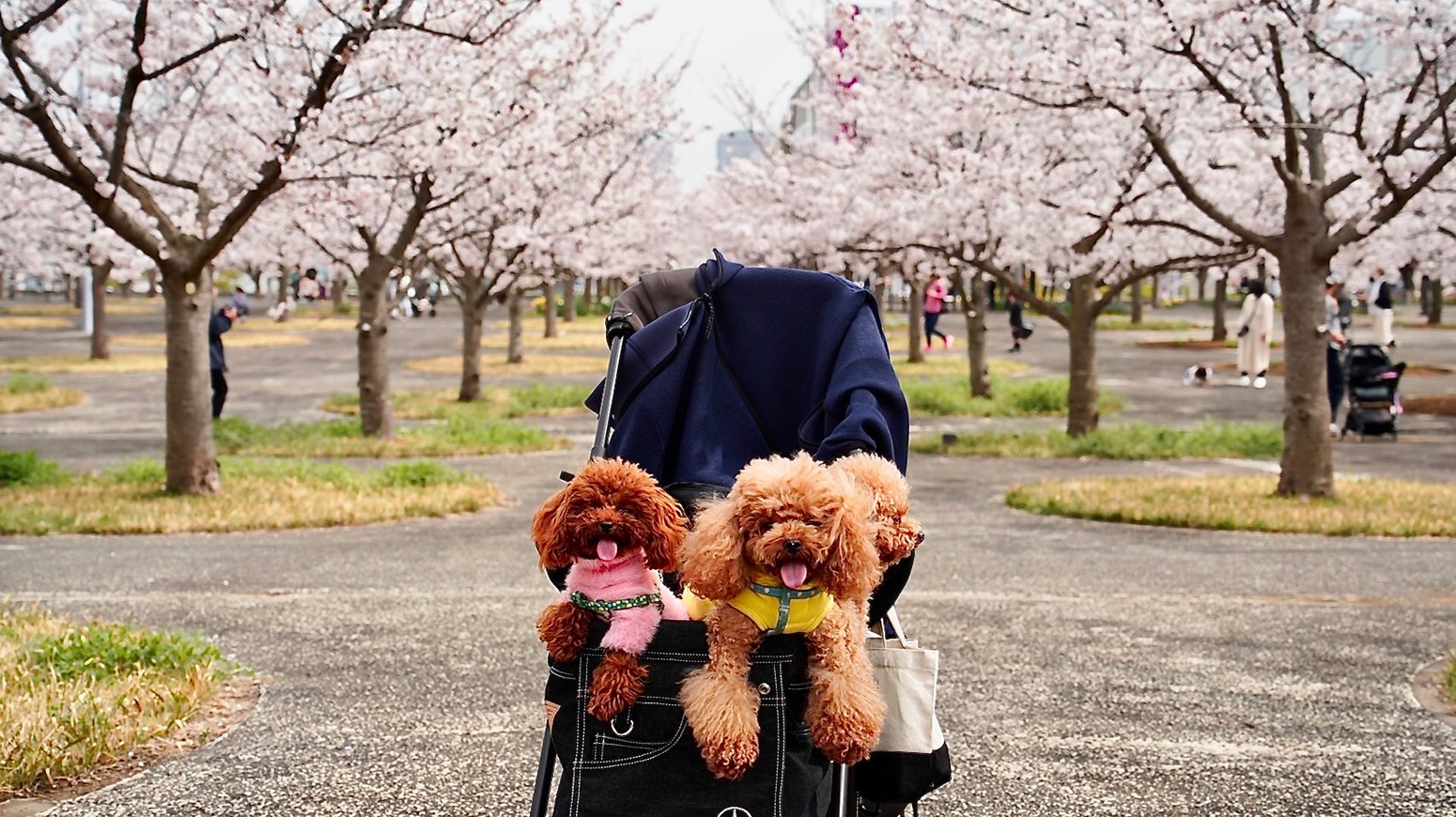 （2022年4月5日〜）「桜とワンコ」