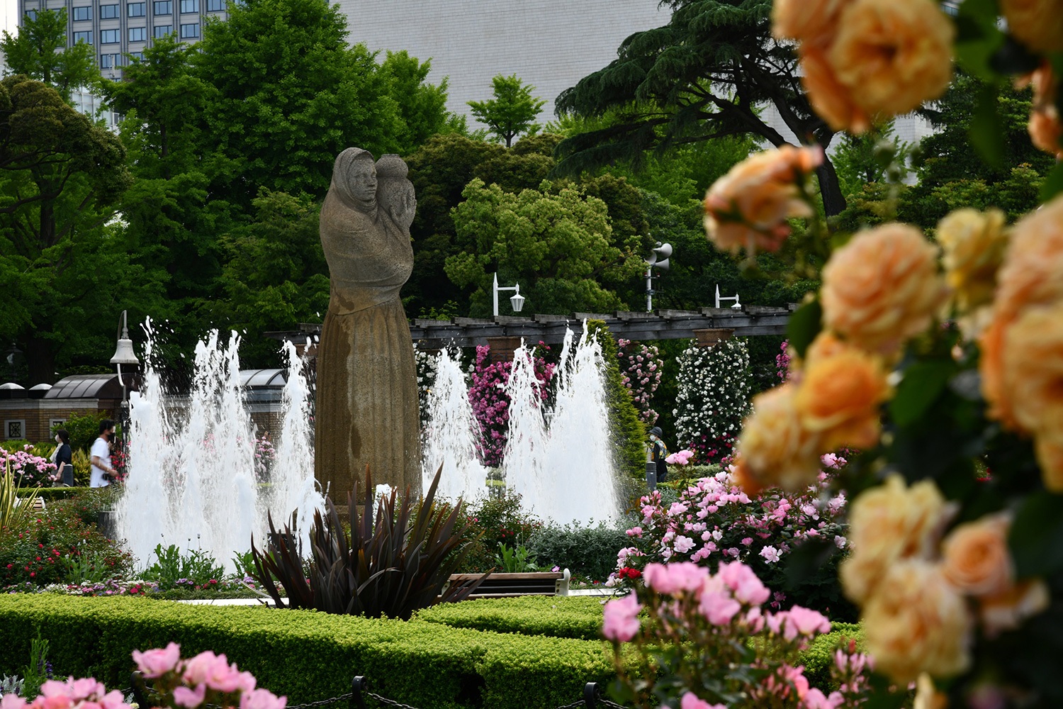 （2022年6月8日〜）「山下公園のバラ」