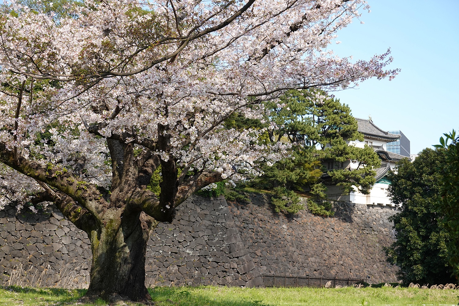 （2023/04/20〜）「皇居の桜」