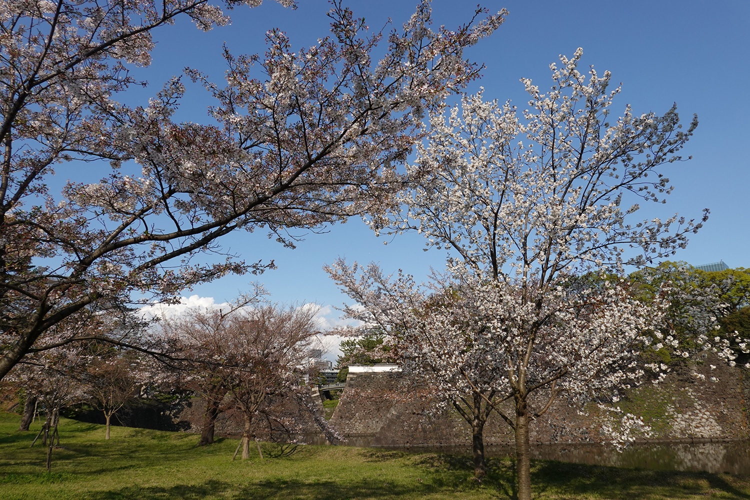 （2023/04/20〜）「皇居の桜」