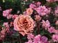 （2022/12/06〜）「花壇の花　バラ」