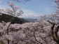 （2023/04/15〜）「高遠の桜」