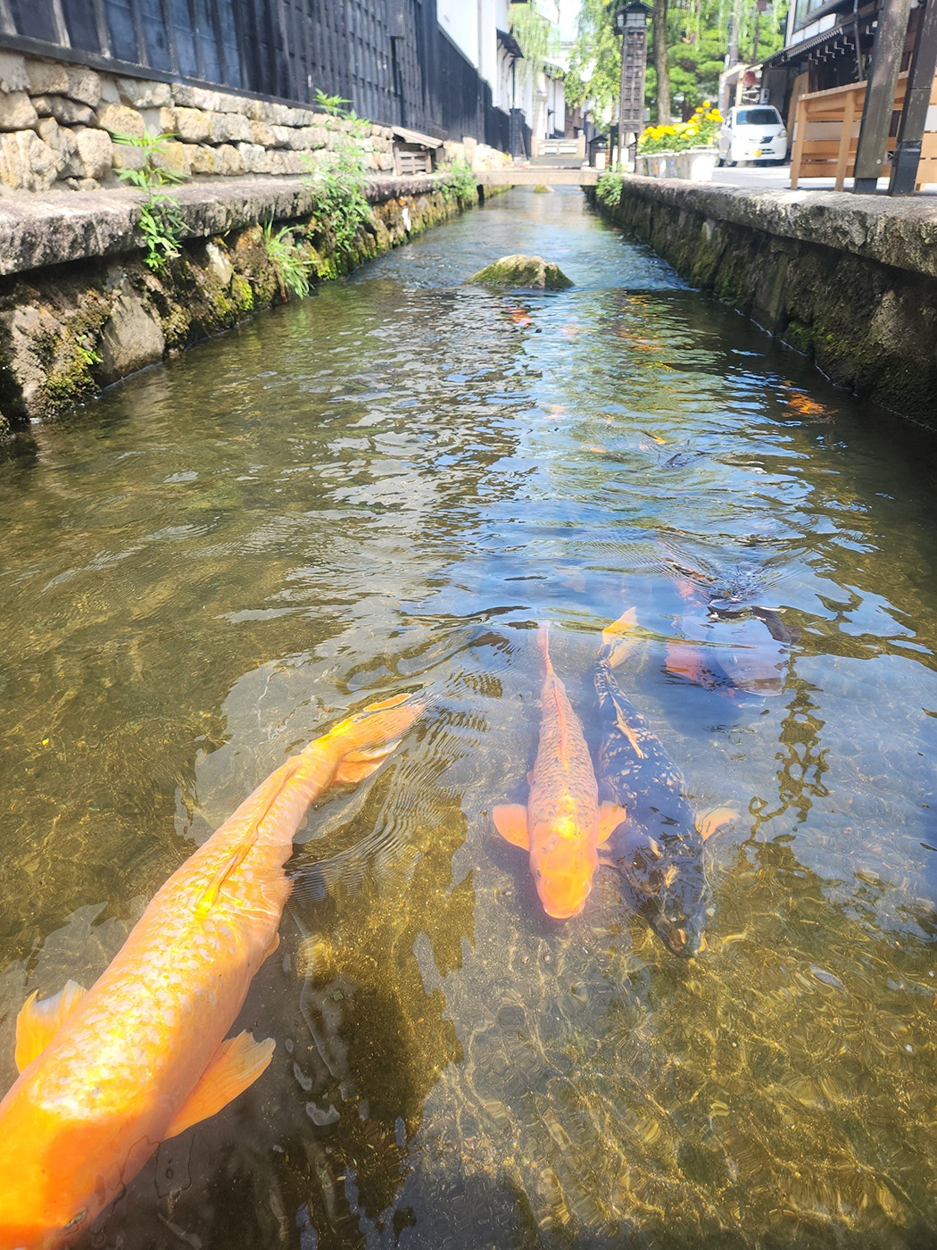 （2024/11/08〜）「飛騨古川」