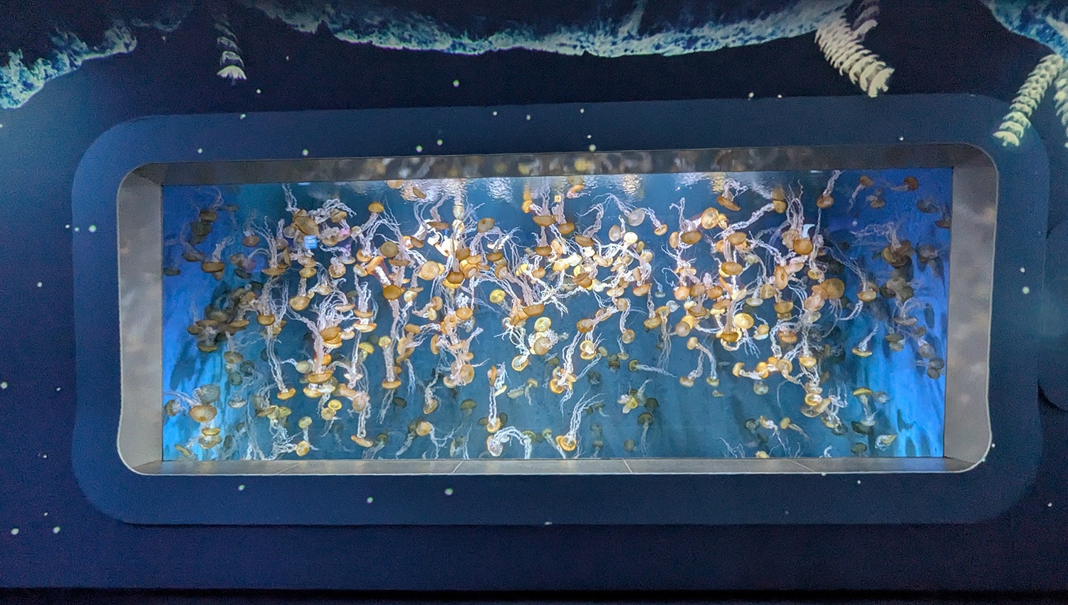 （2025/05/17〜）「新江ノ島水族館　美しいクラゲの群泳」