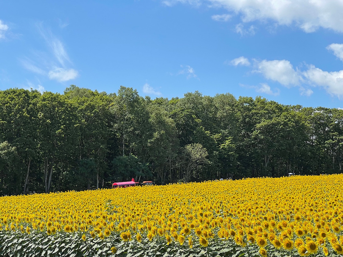 （2025/08/08〜）【笑顔の花が咲く丘】