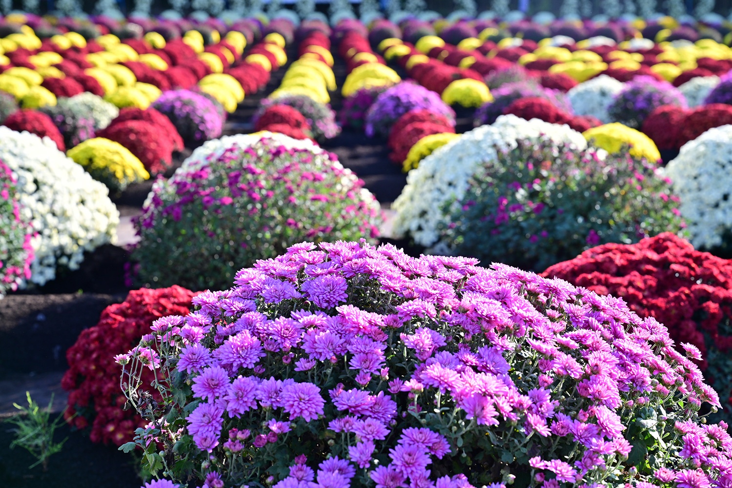 （2025/11/22〜）「新磯ざる菊」
