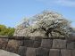 （2024/06/02〜）「江戸城天守台の桜」