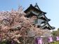 （2024/06/08〜）「弘前城と桜」