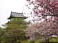 （2024/06/08〜）「松前城と桜」