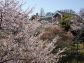 （2024/06/10〜）「港の見える丘公園の桜」