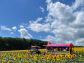 （2025/08/08〜）【笑顔の花が咲く丘】