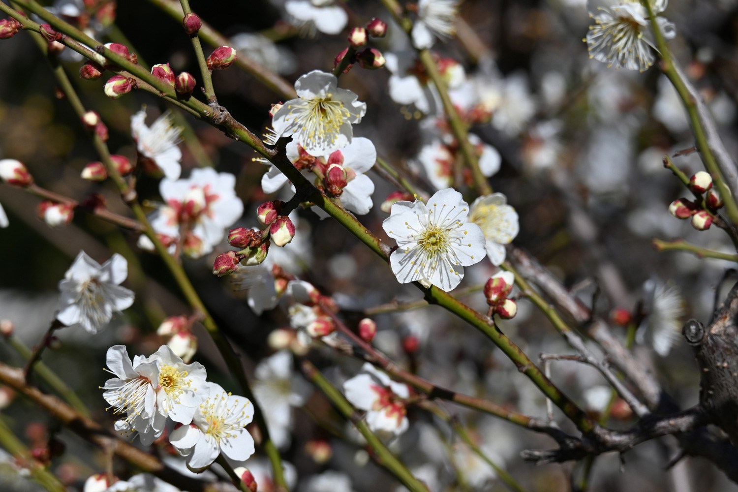 （2026/01/24〜）「白梅」