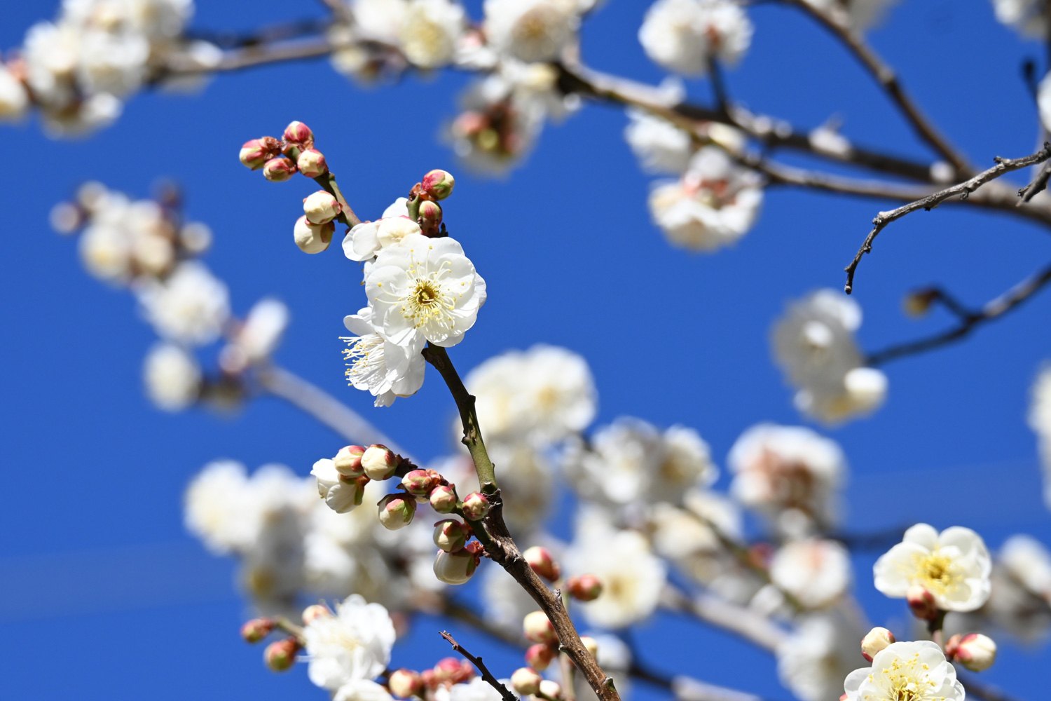 （2026/01/24〜）「白梅」
