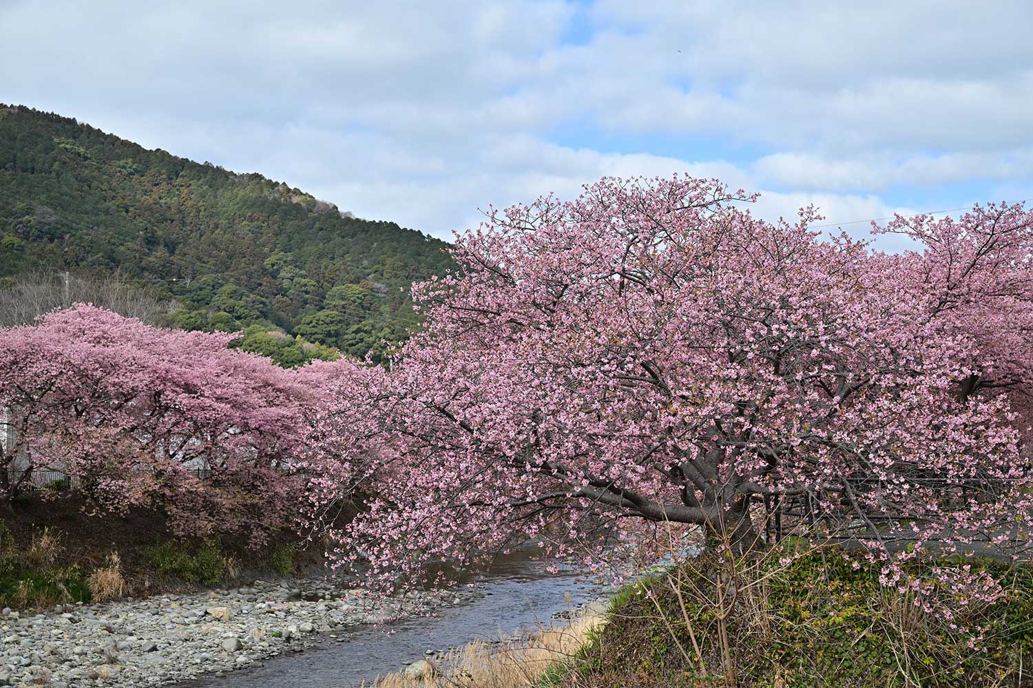 （2026/02/22〜）「河津桜」