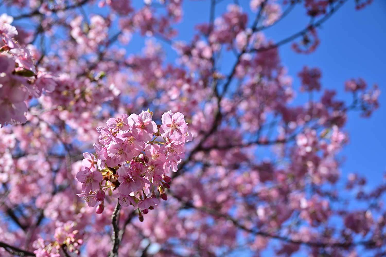 （2026/02/22〜）「河津桜」