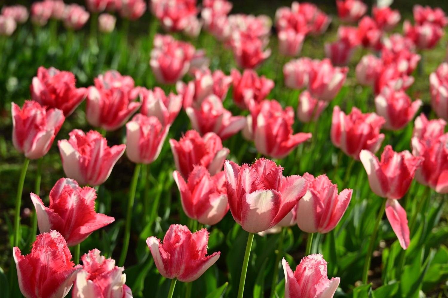 （2026/04/06〜）「横浜公園のチューリップ」