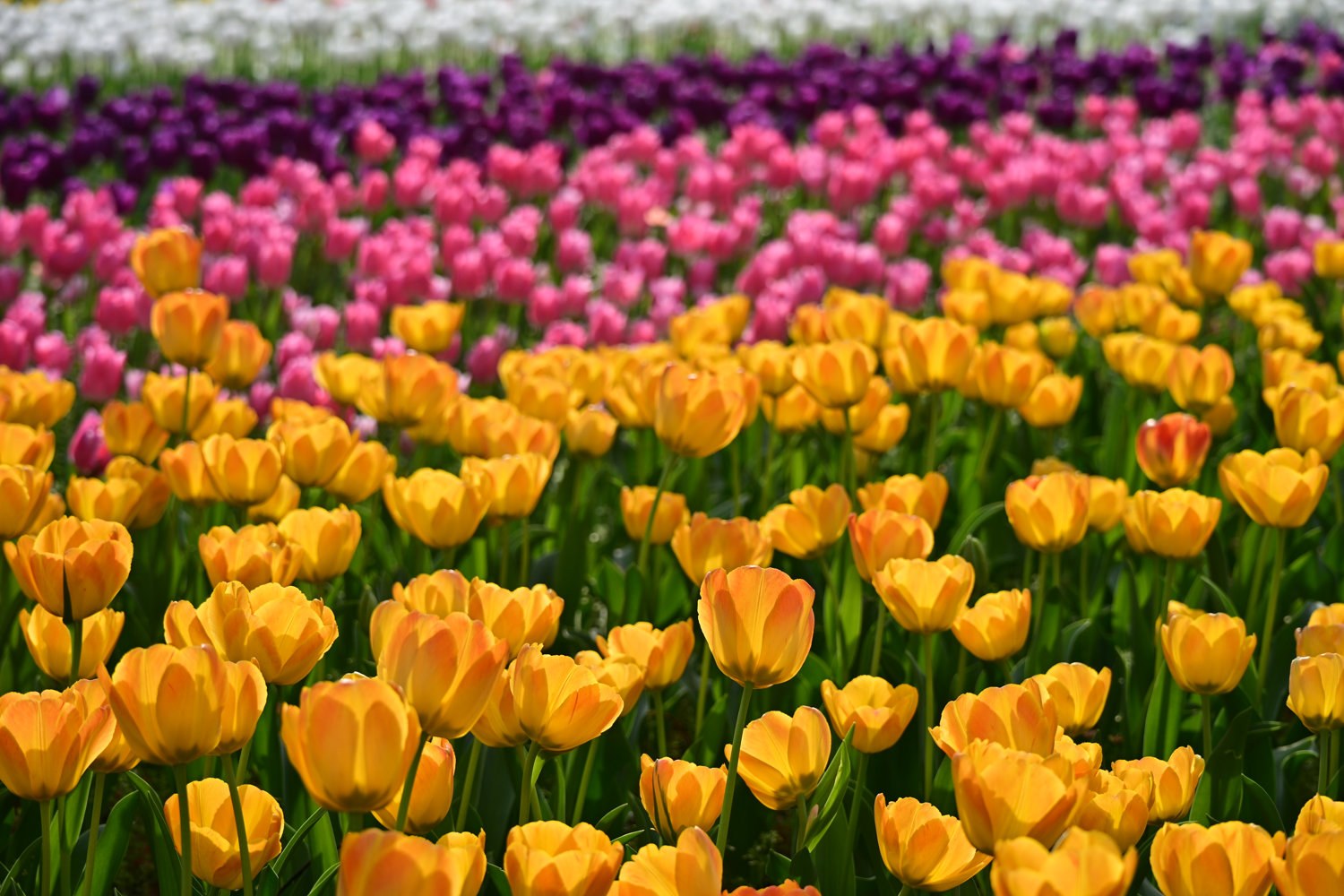 （2026/04/06〜）「横浜公園のチューリップ」