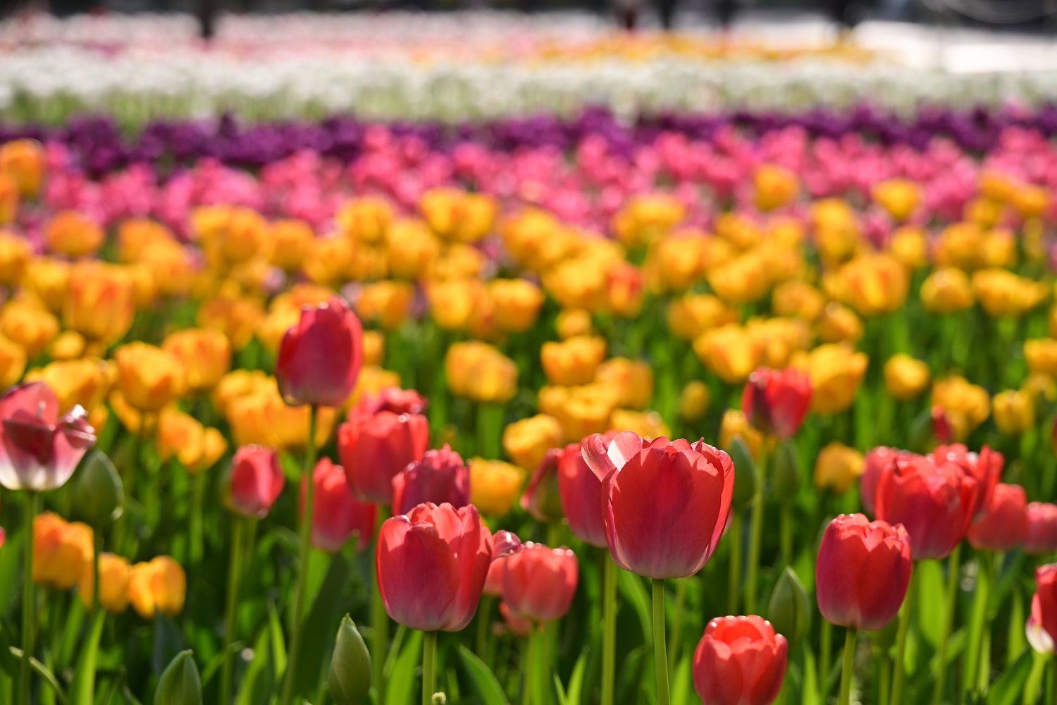 （2026/04/06〜）「横浜公園のチューリップ」