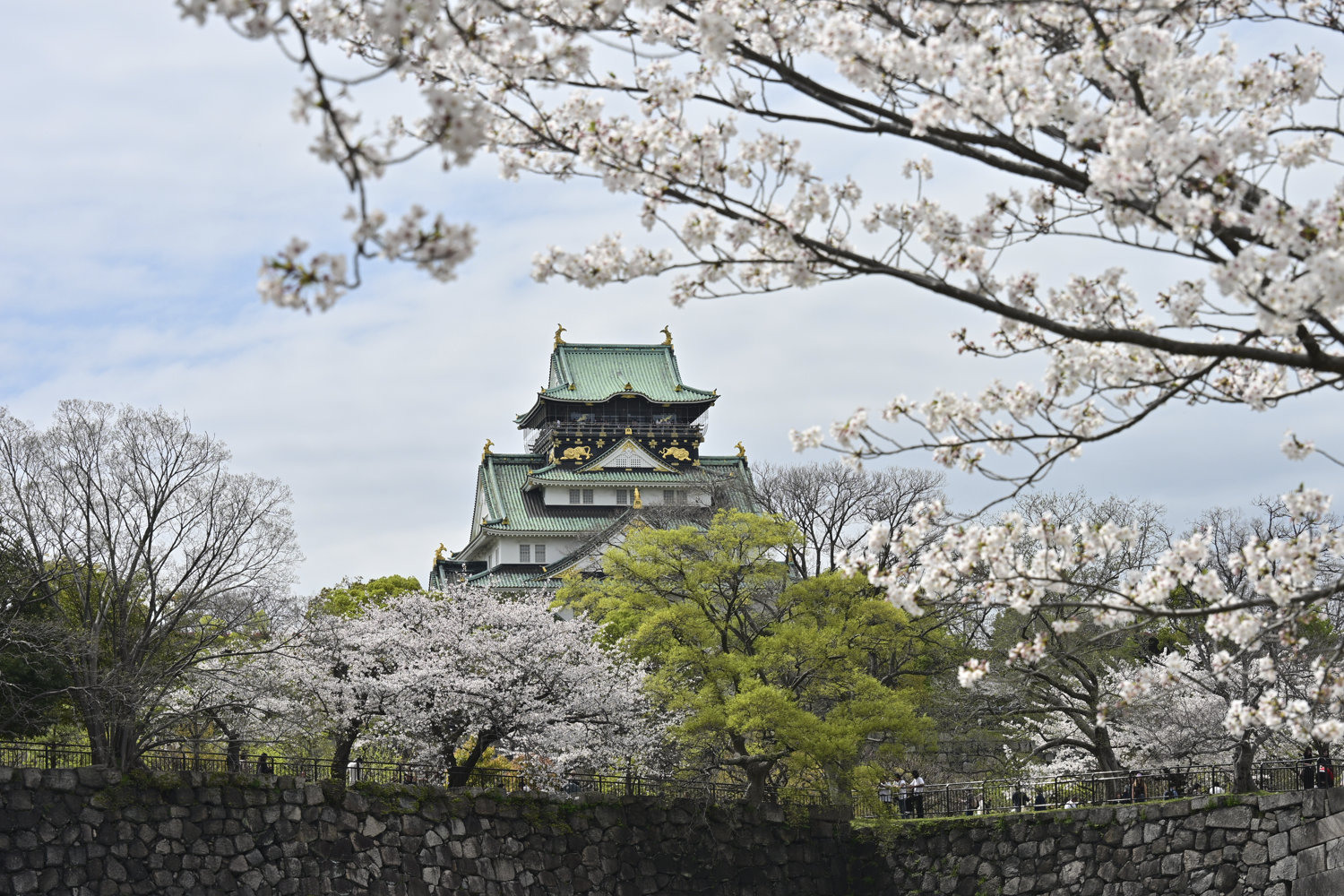 （2026/04/06〜）「大阪城天守と桜」