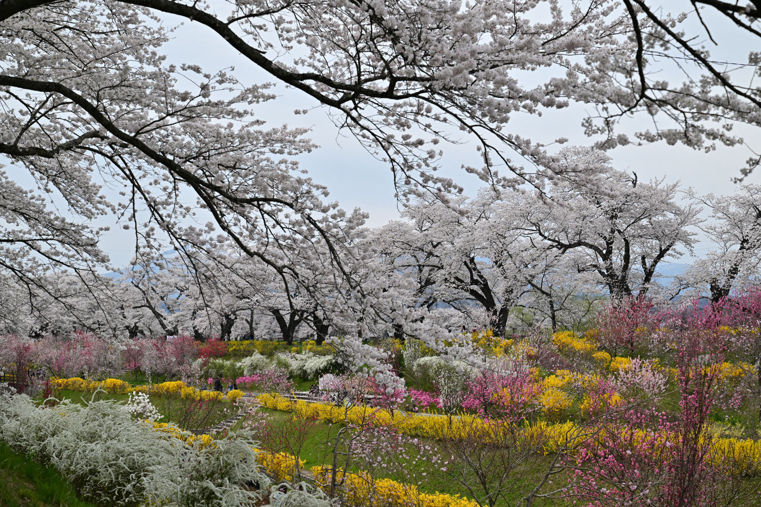 （2026/04/13〜）「白石川千桜公園」