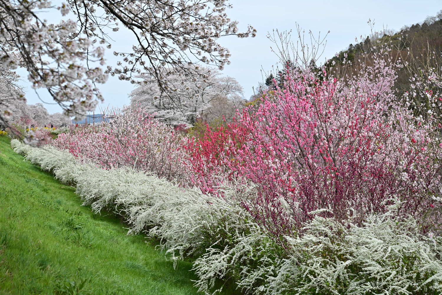 （2026/04/13〜）「白石川千桜公園」