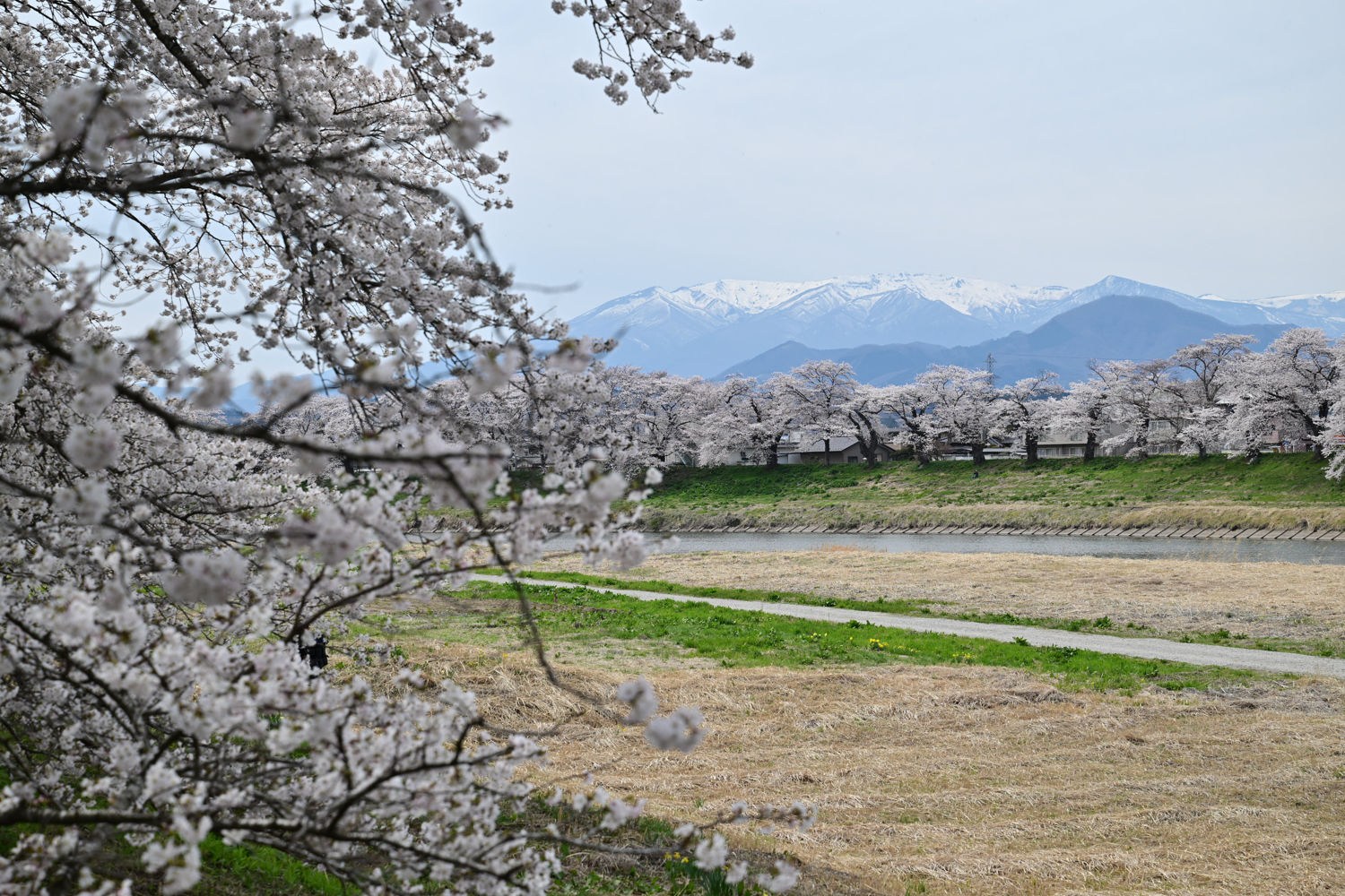（2026/04/13〜）「白石川堤一目千本桜」