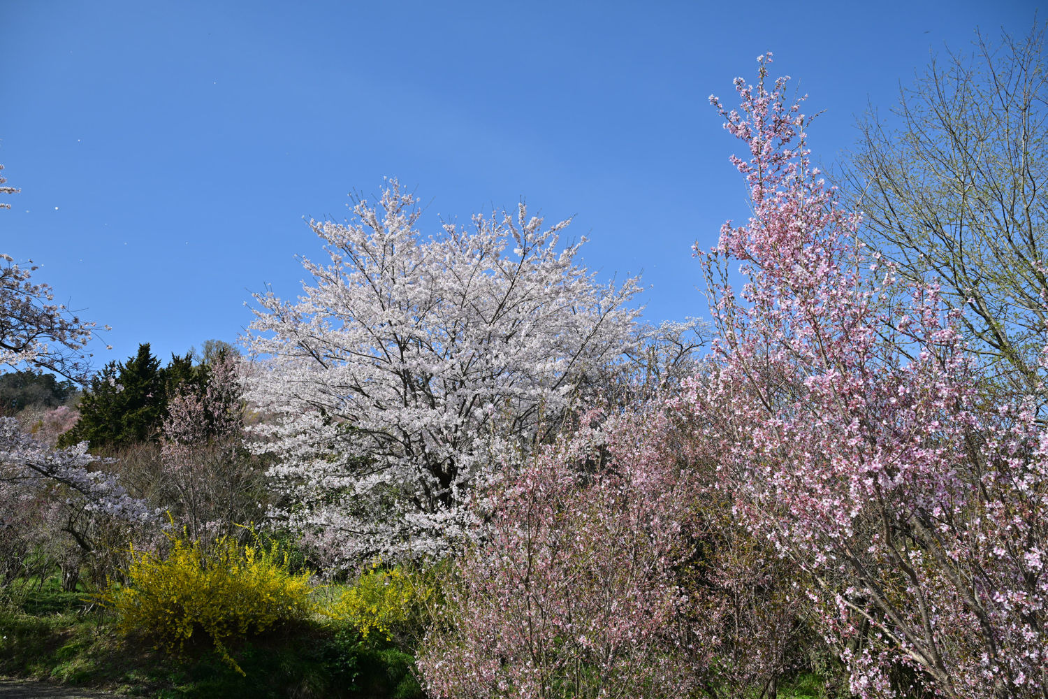（2026/04/13〜）「花見山公園」