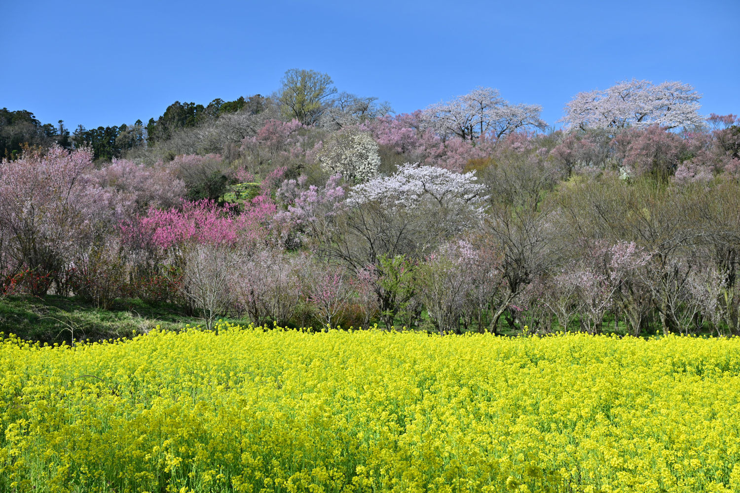 （2026/04/13〜）「花見山公園」