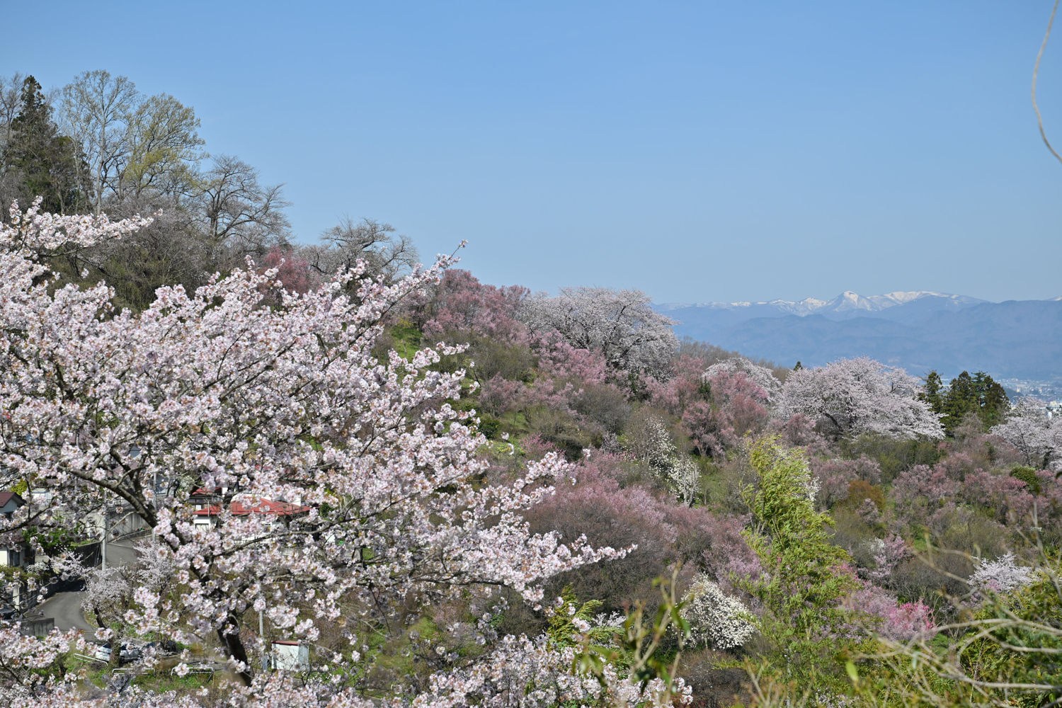 （2026/04/13〜）「花見山公園」
