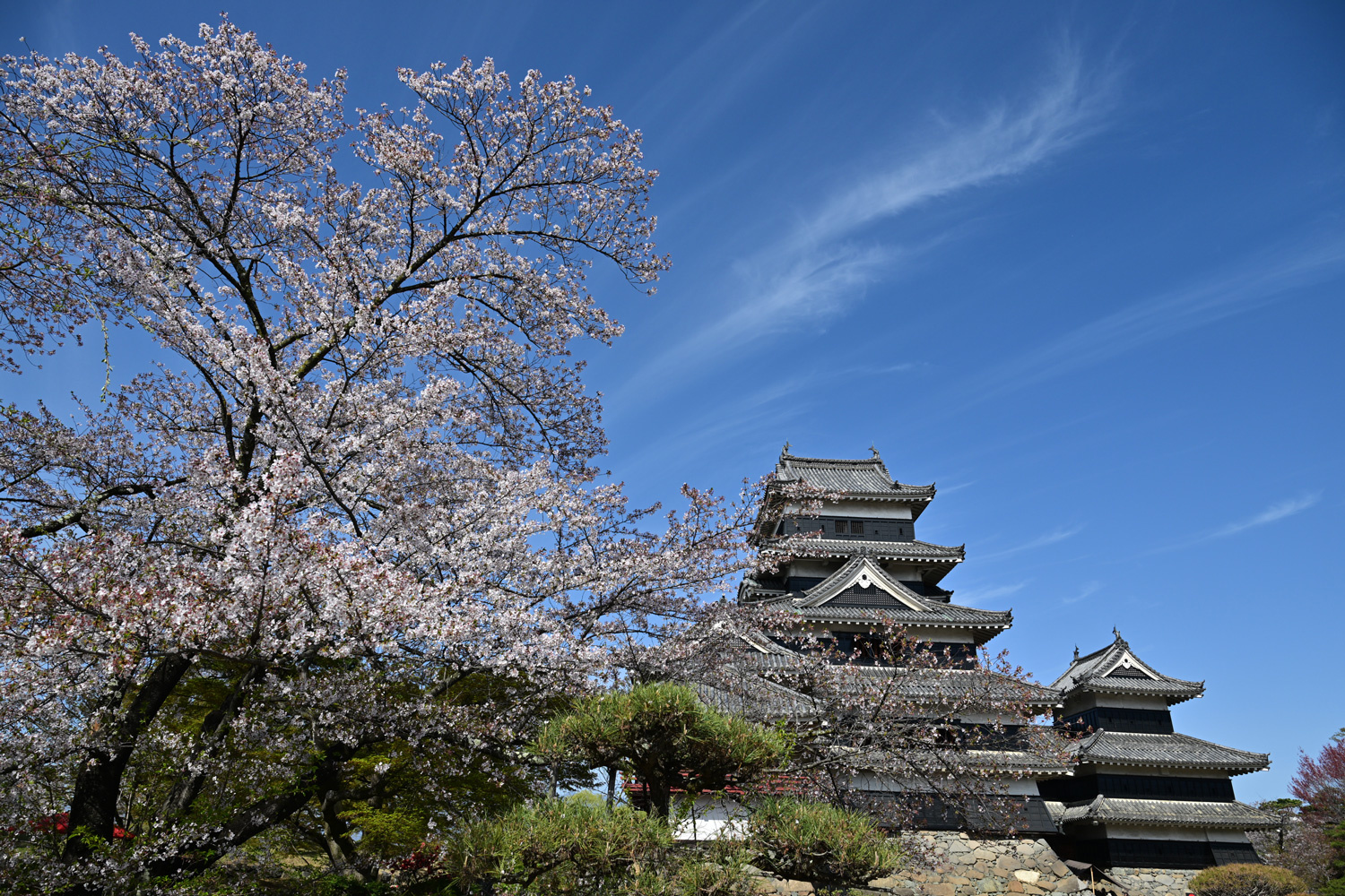 （2026/04/21〜）「春の松本城」