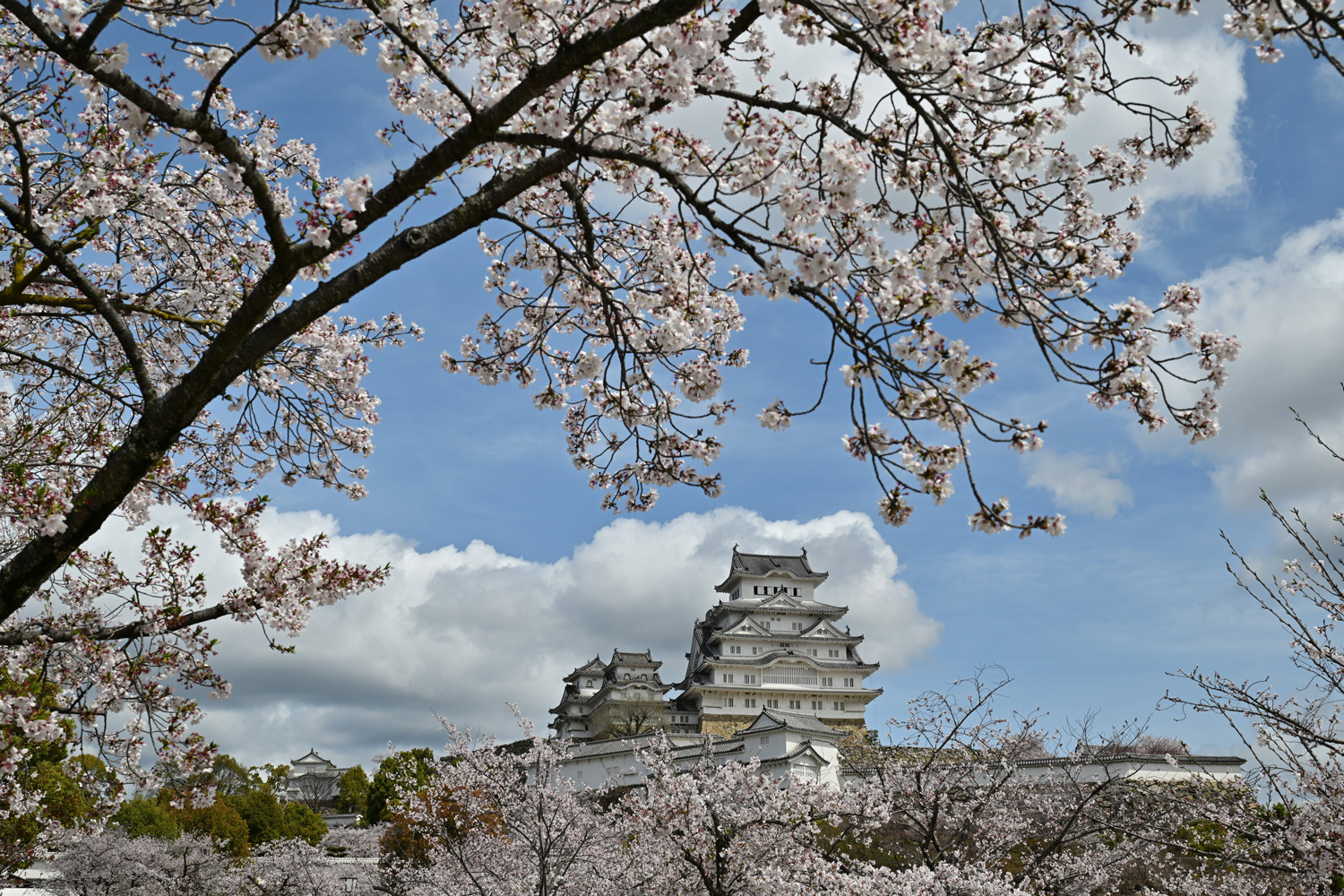 （2026/04/21〜）「姫路城と桜」