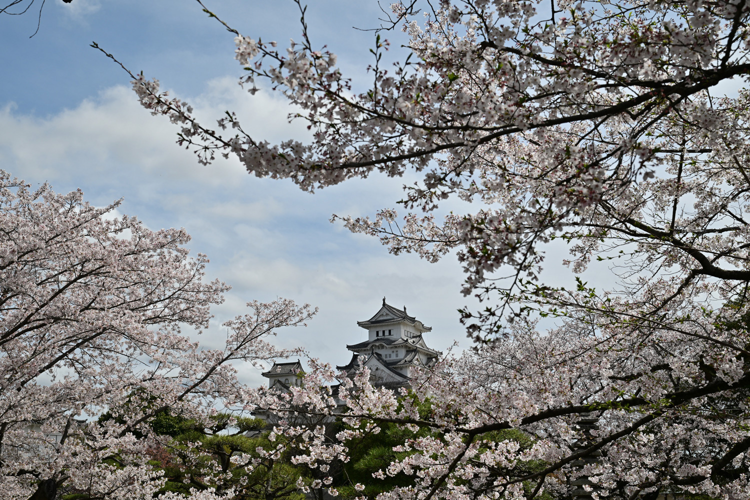 （2026/04/21〜）「姫路城と桜」