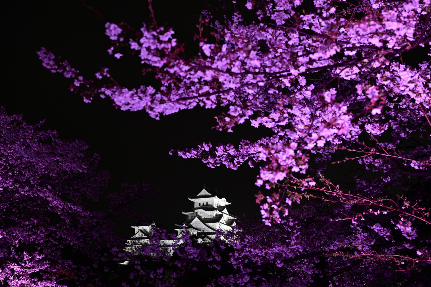 （2026/04/21〜）「姫路城桜ライトアップ」