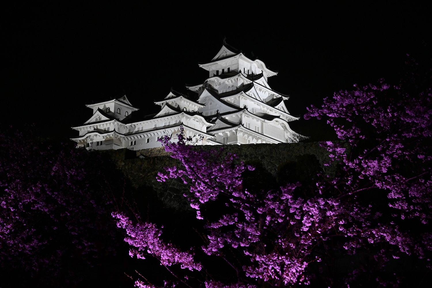 （2026/04/21〜）「姫路城桜ライトアップ」