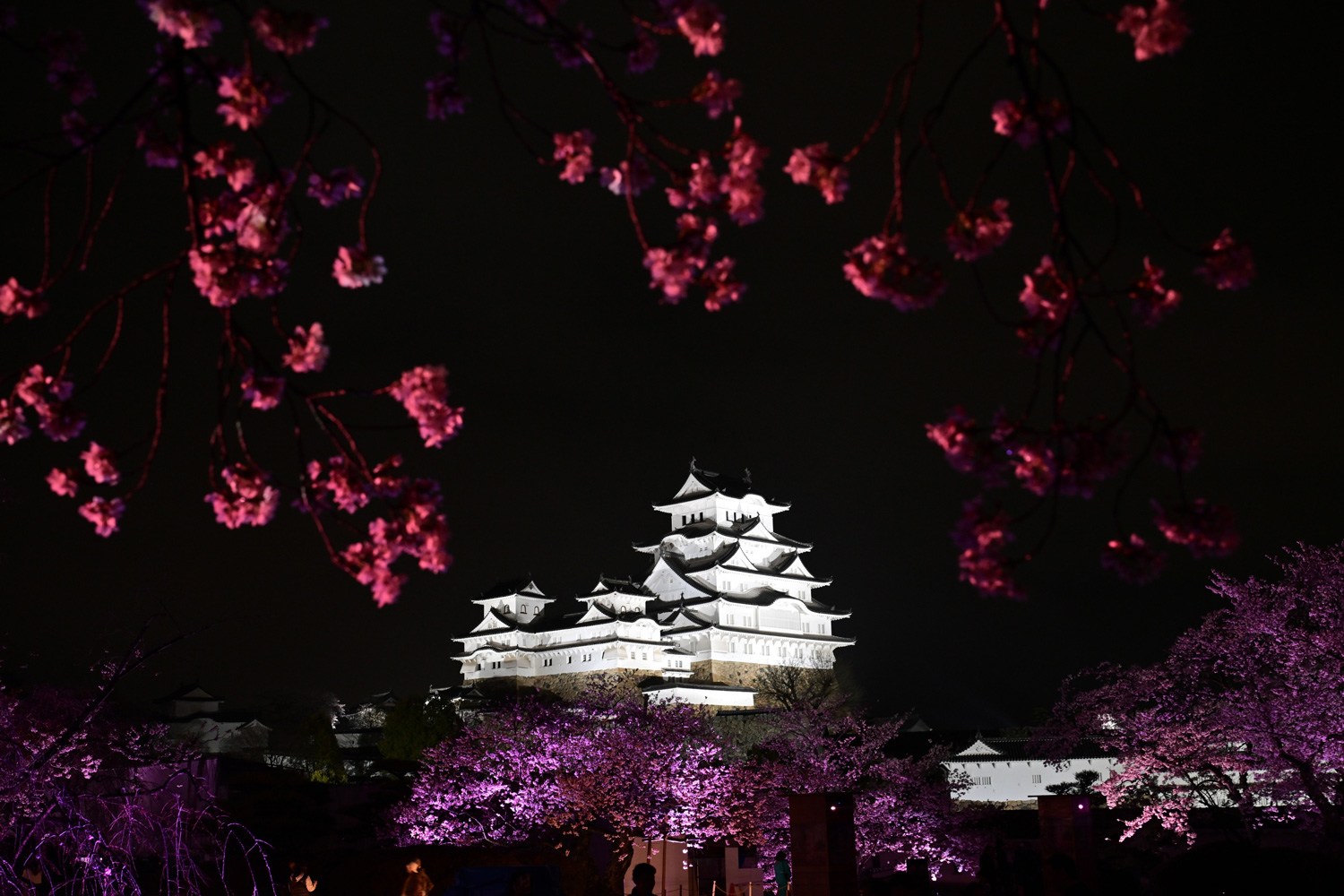 （2026/04/21〜）「姫路城桜ライトアップ」