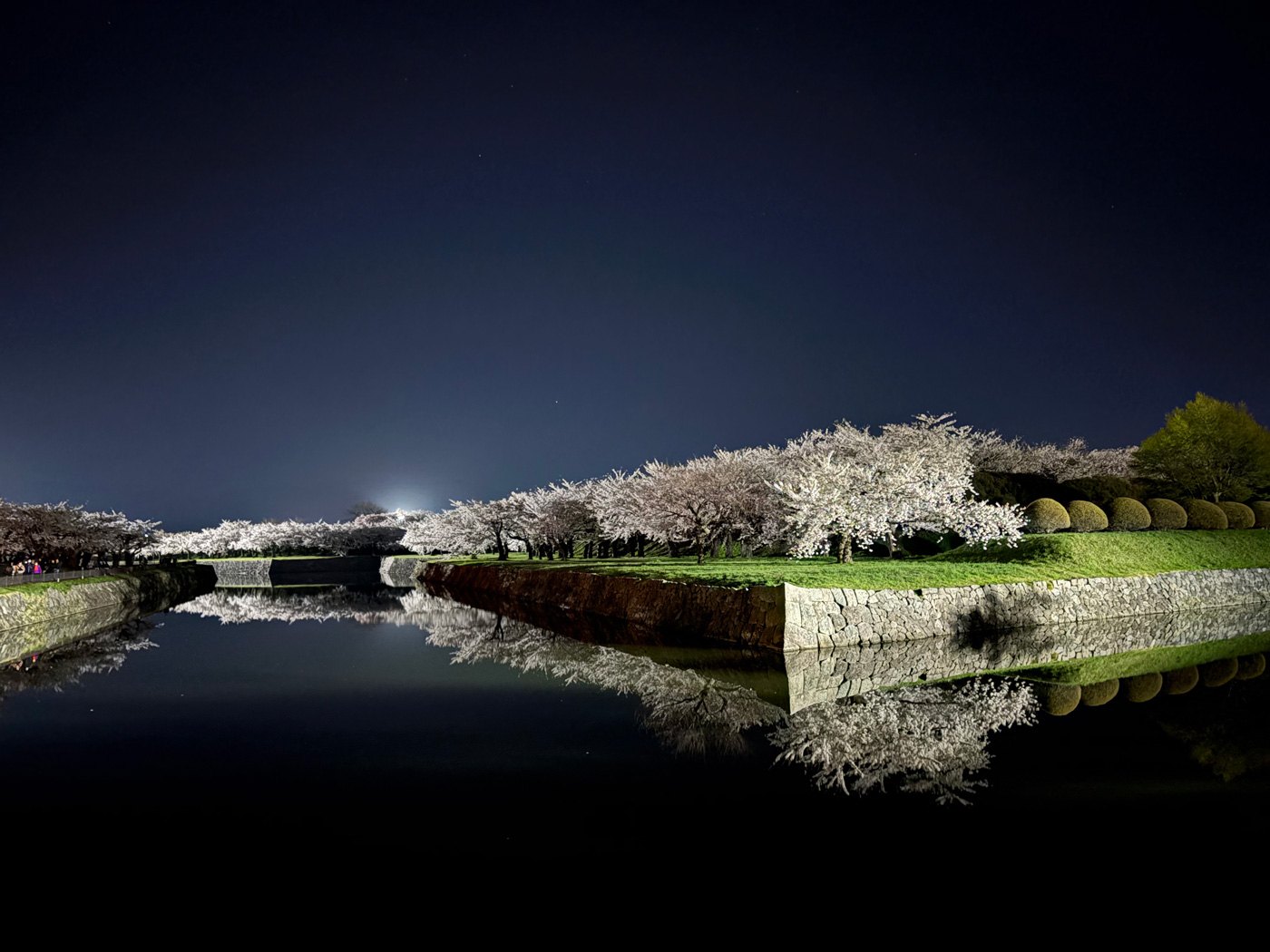 （2026/04/27〜）「五稜郭夜桜」