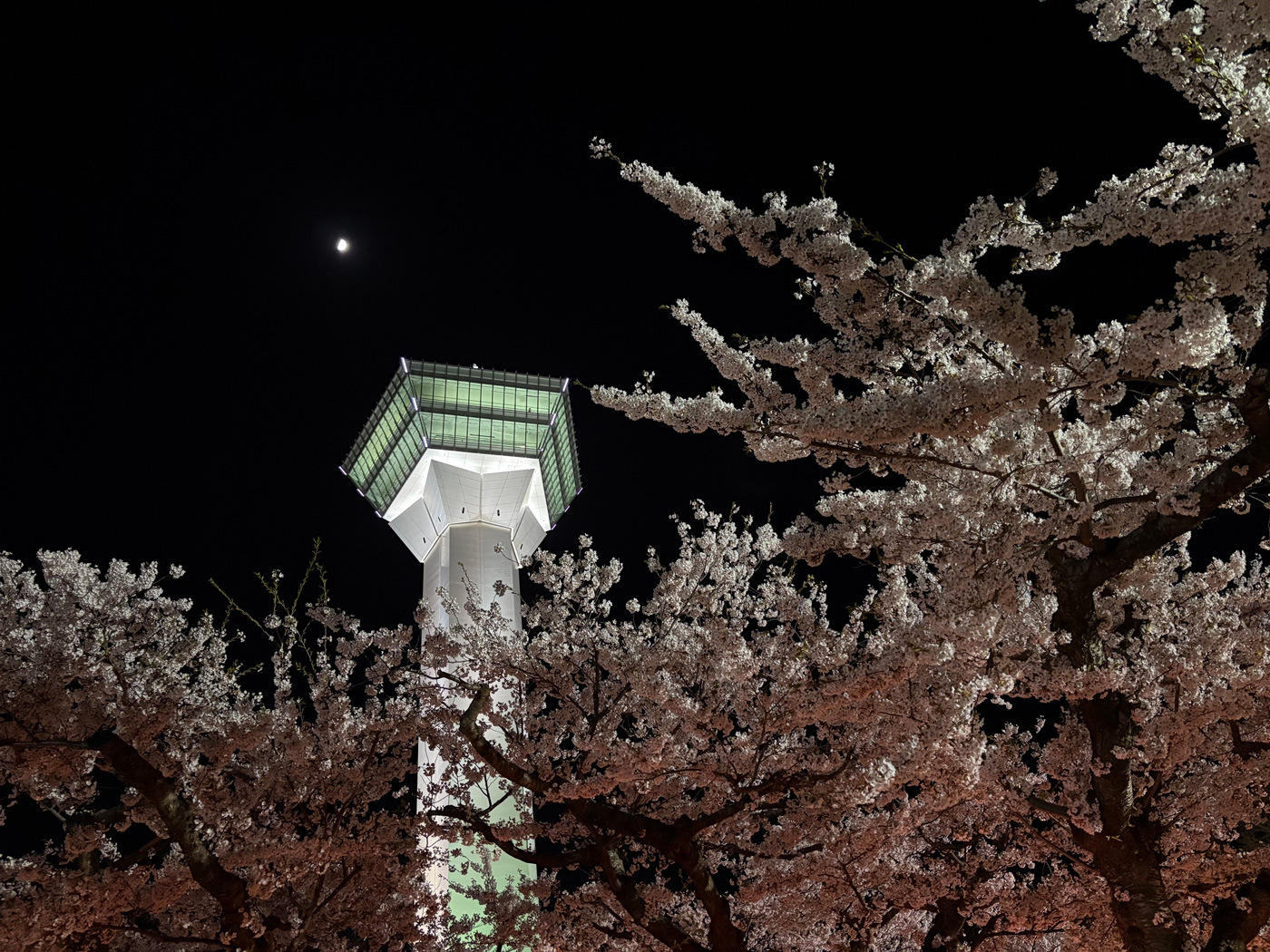 （2026/04/27〜）「五稜郭夜桜」