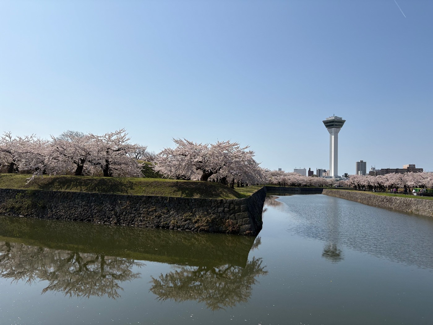 （2026/04/27〜）「五稜郭桜満開」